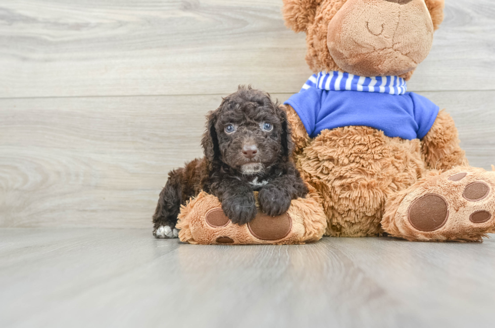 5 week old Cockapoo Puppy For Sale - Premier Pups