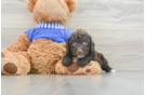 Happy Cockapoo Baby