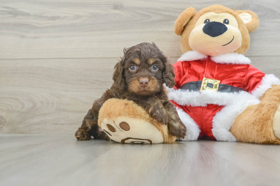 5 week old Cockapoo Puppy For Sale - Premier Pups