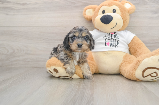 Cockapoo Puppy for Adoption