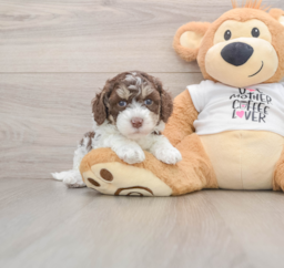 8 week old Cockapoo Puppy For Sale - Premier Pups