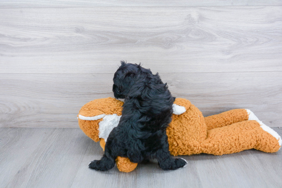 Cockapoo Pup Being Cute