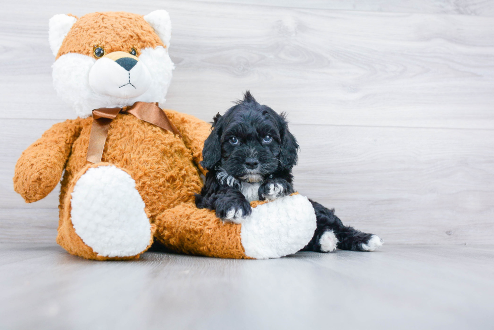 Small Cockapoo Baby