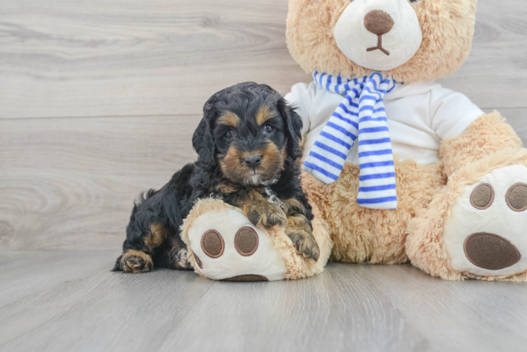 Best Cockapoo Baby