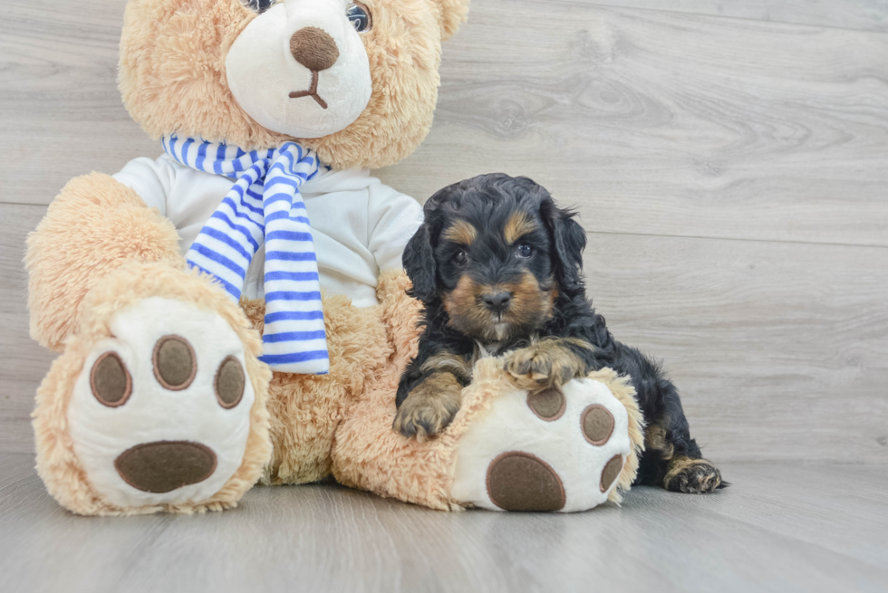 Cockapoo Pup Being Cute