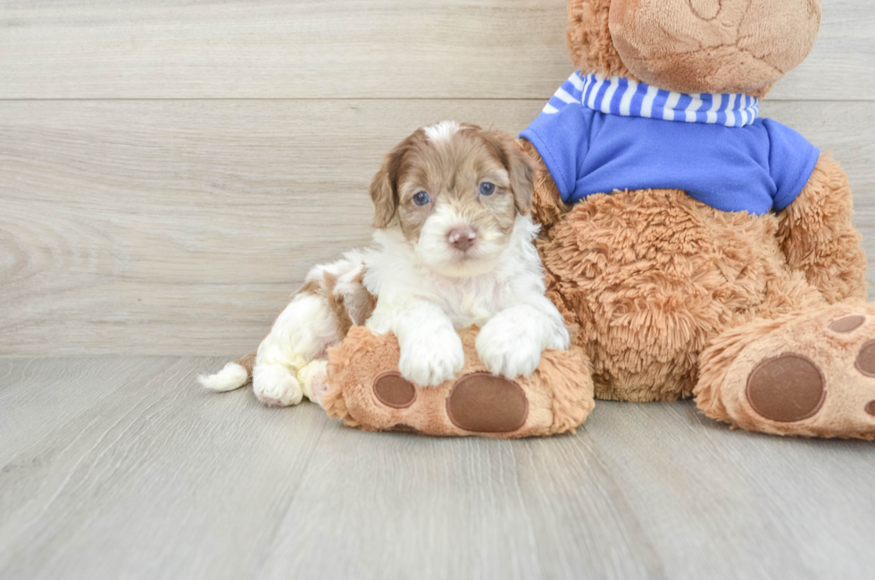 5 week old Cockapoo Puppy For Sale - Premier Pups