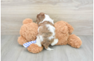 Friendly Cockapoo Baby