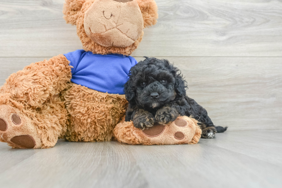 Hypoallergenic Cocker Doodle Poodle Mix Puppy