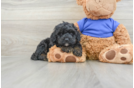 Friendly Cockapoo Baby