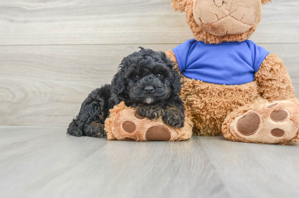 5 week old Cockapoo Puppy For Sale - Premier Pups