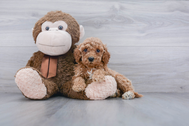 Playful Cockerpoo Poodle Mix Puppy