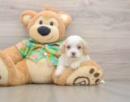 5 week old Cockapoo Puppy For Sale - Premier Pups