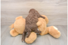 Sweet Cockapoo Baby