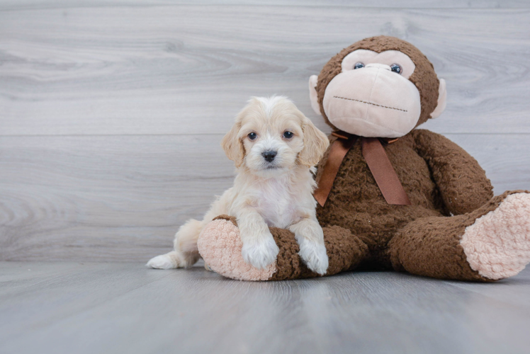 Energetic Cockerpoo Poodle Mix Puppy