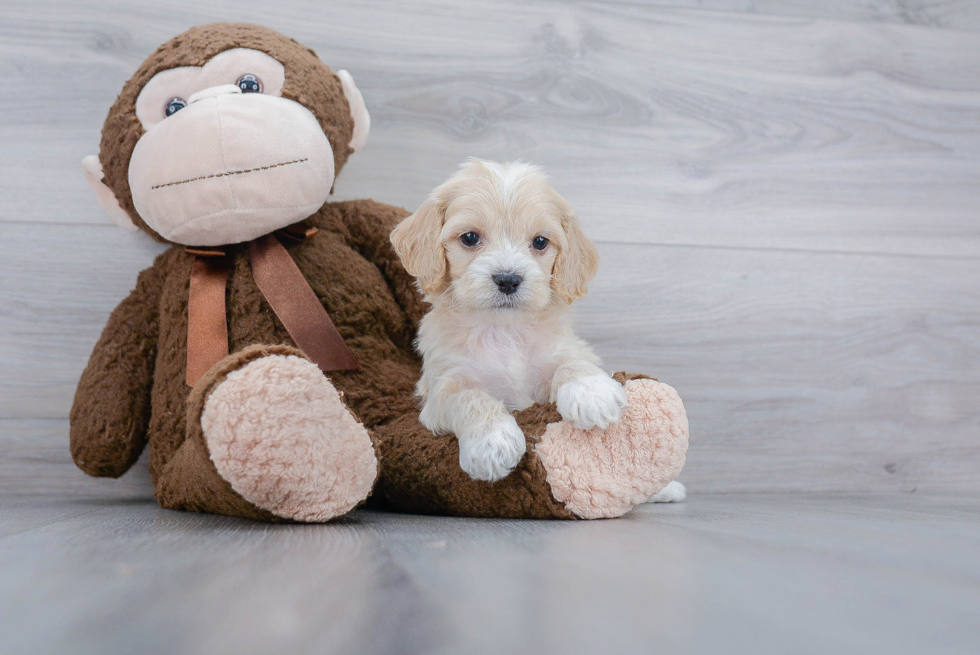 Funny Cockapoo Poodle Mix Pup