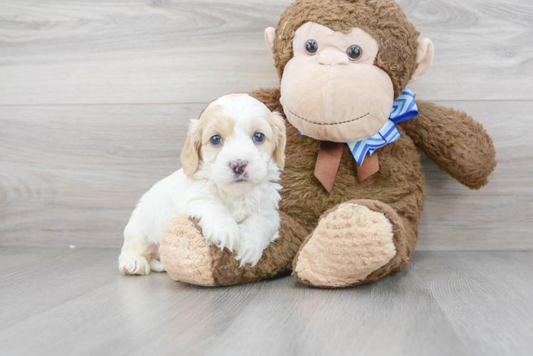 Happy Cockapoo Baby