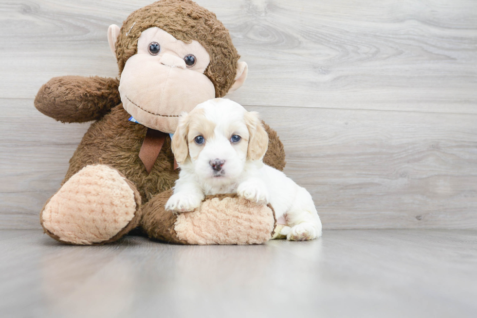 Best Cockapoo Baby