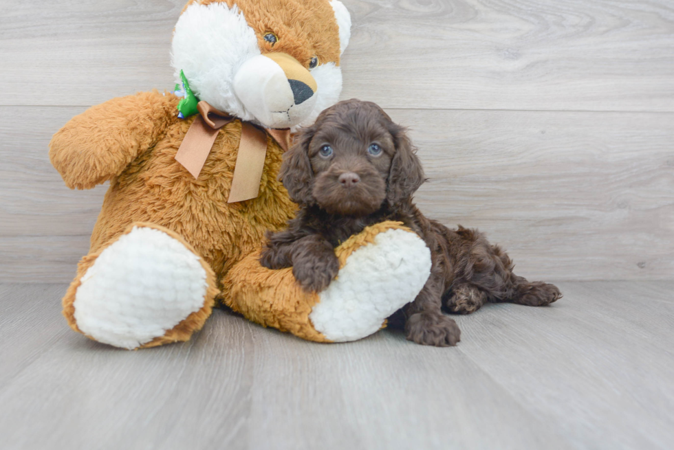 Best Cockapoo Baby