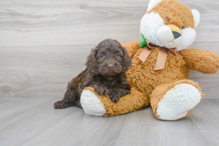 Best Cockapoo Baby