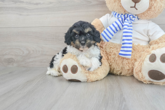 Playful Cockerpoo Poodle Mix Puppy