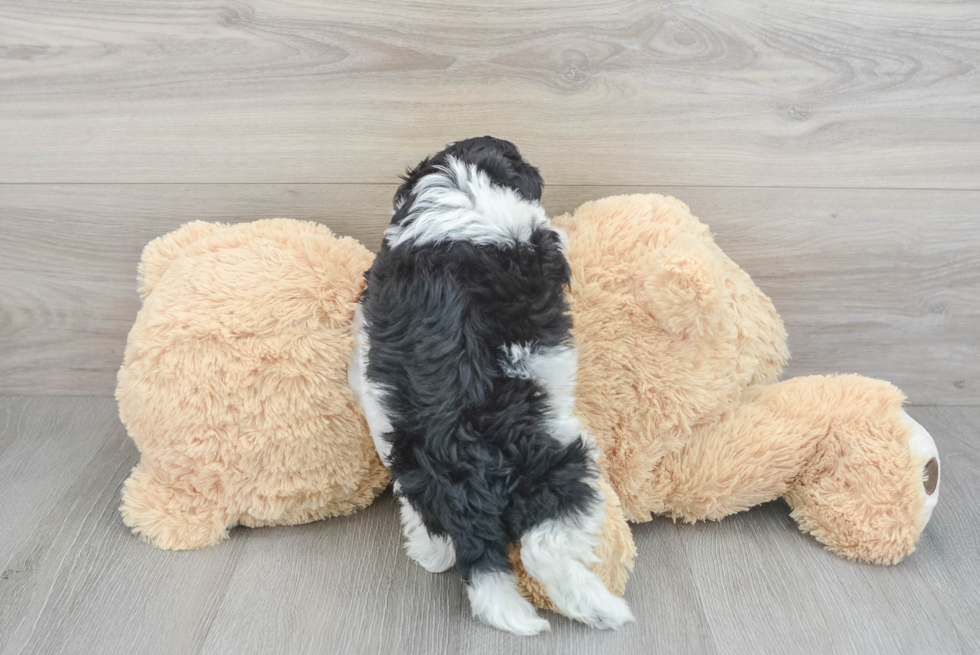 Cockapoo Pup Being Cute