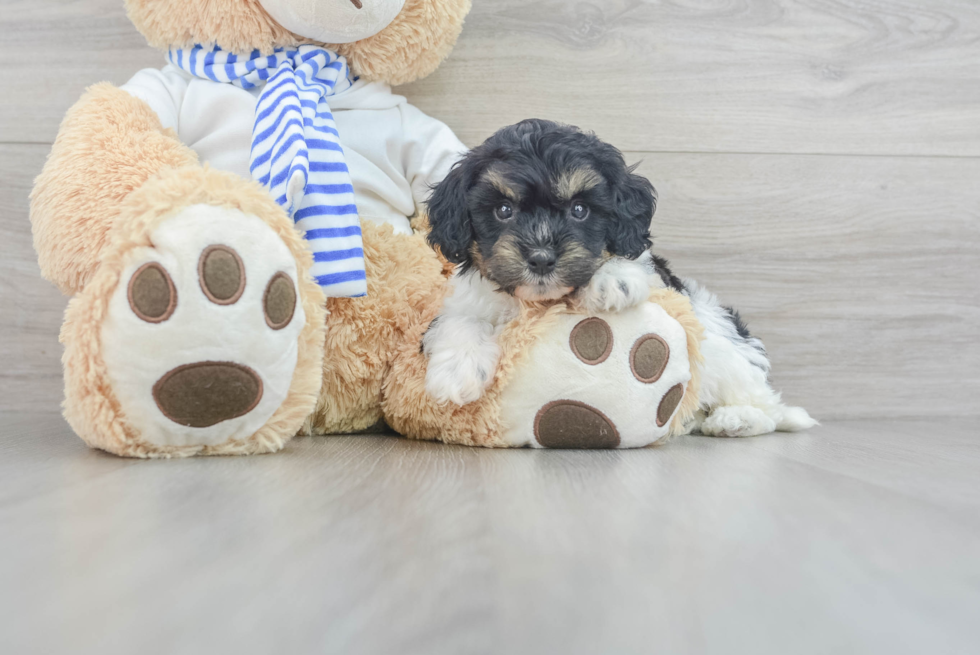 Cute Cockapoo Baby