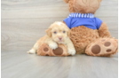 Cockapoo Pup Being Cute