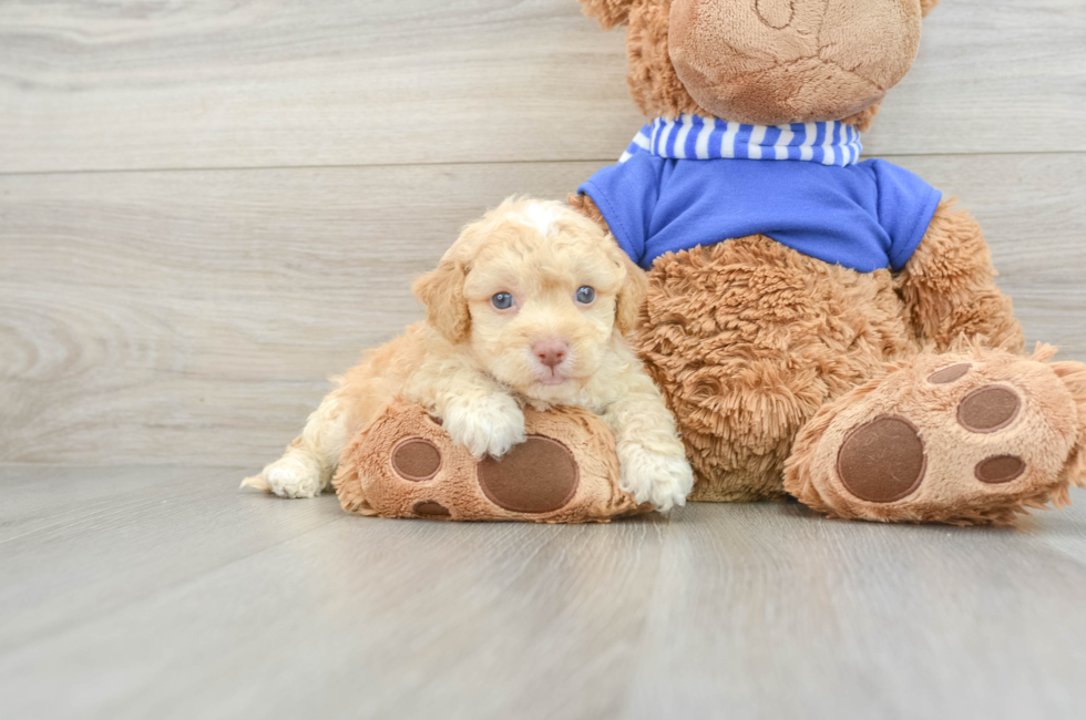 5 week old Cockapoo Puppy For Sale - Premier Pups