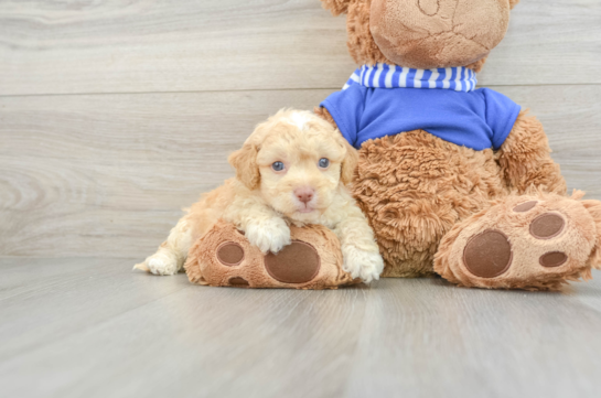 Cockapoo Pup Being Cute