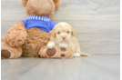 Cockapoo Puppy for Adoption