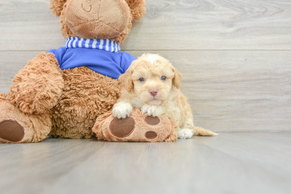 Cockapoo Puppy for Adoption