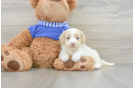 Fluffy Cockapoo Poodle Mix Pup