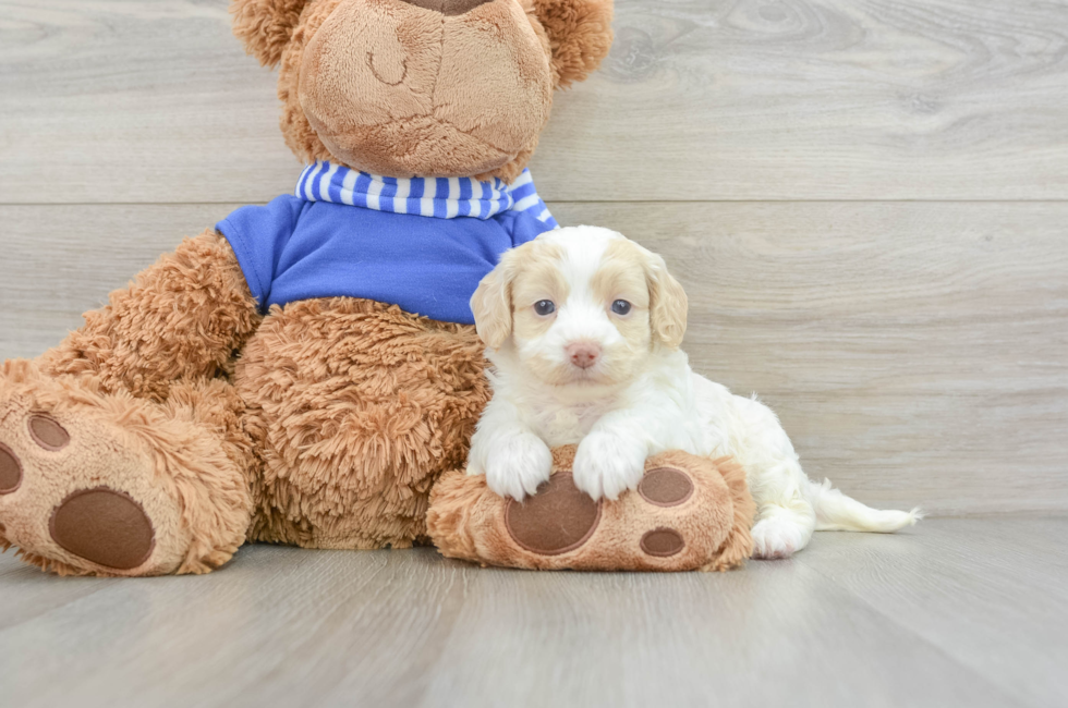 5 week old Cockapoo Puppy For Sale - Premier Pups