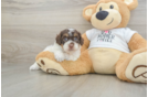 Cockapoo Puppy for Adoption