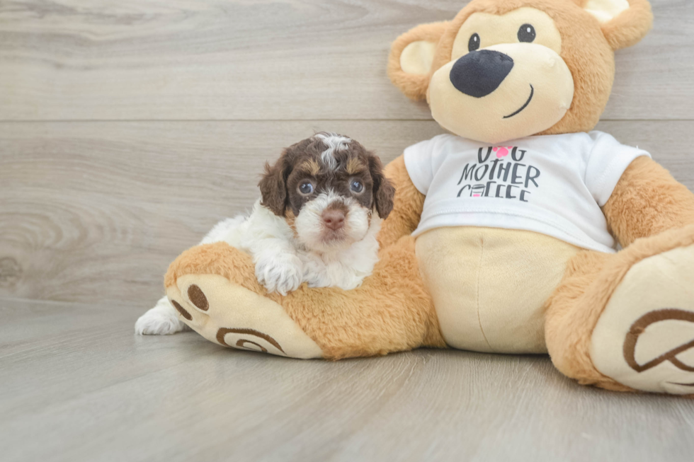 Cockapoo Puppy for Adoption