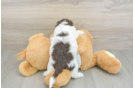 Best Cockapoo Baby