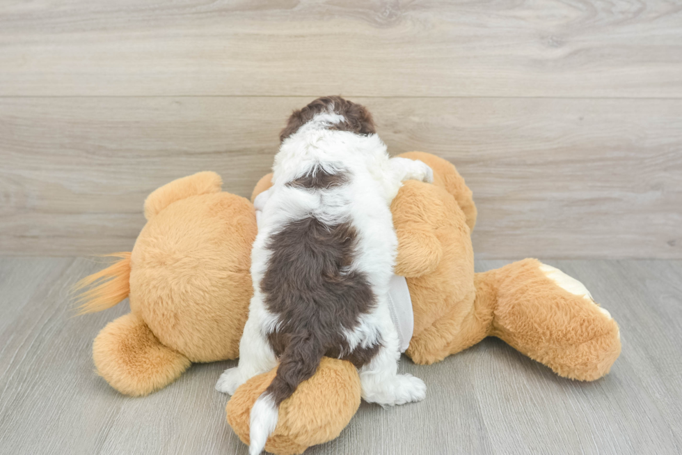 Best Cockapoo Baby