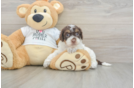 Petite Cockapoo Poodle Mix Pup