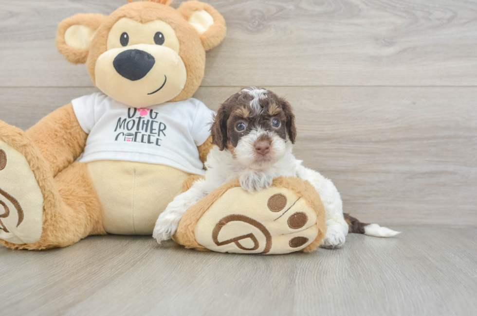 5 week old Cockapoo Puppy For Sale - Premier Pups