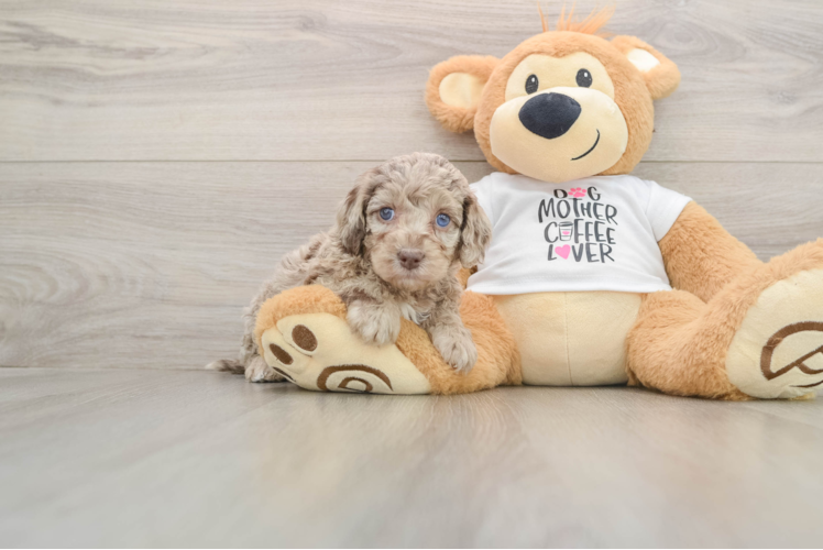 Energetic Cocker Doodle Poodle Mix Puppy