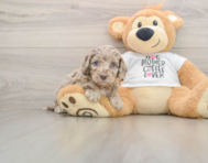 5 week old Cockapoo Puppy For Sale - Premier Pups