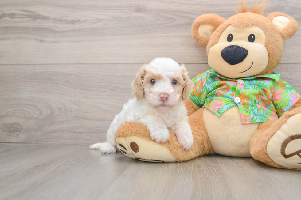 Playful Cocker Doodle Poodle Mix Puppy
