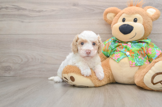 Playful Cocker Doodle Poodle Mix Puppy