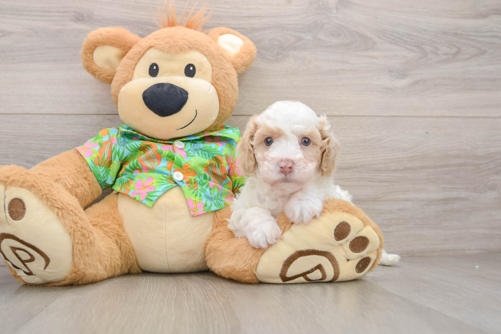Popular Cockapoo Poodle Mix Pup