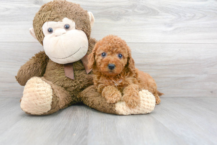 Sweet Cockapoo Baby