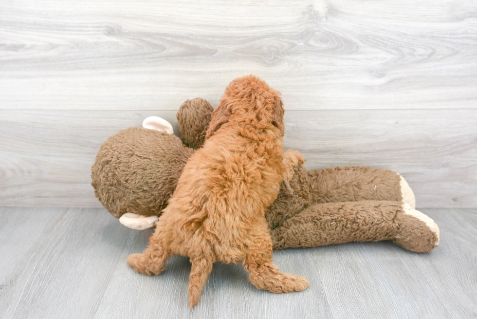 Fluffy Cockapoo Poodle Mix Pup