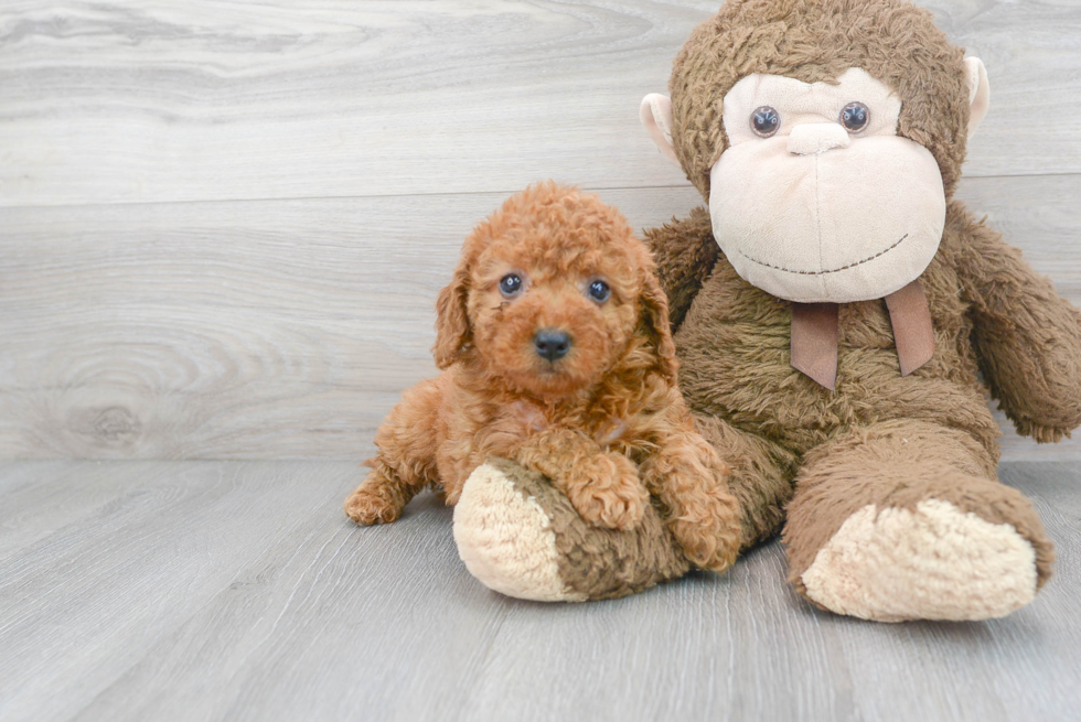 Cute Cockapoo Baby