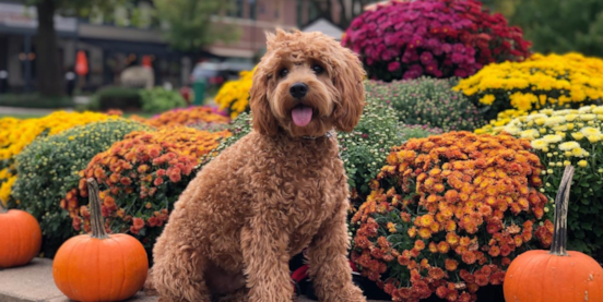How Long Do Cockapoos Live? Cockapoo Lifespan – A Guide to Longevity 