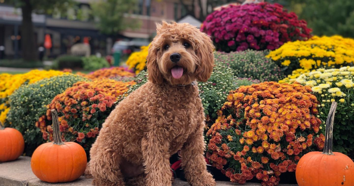 Cockapoo Lifespan: A Guide to Longevity + Expert Tips