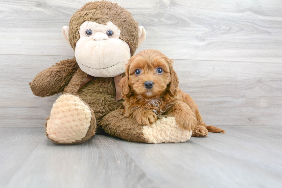 Cockapoo Puppy for Adoption